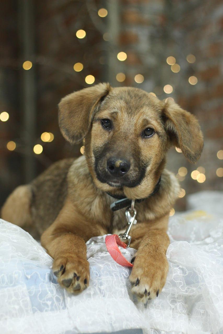 Chiens à adopter